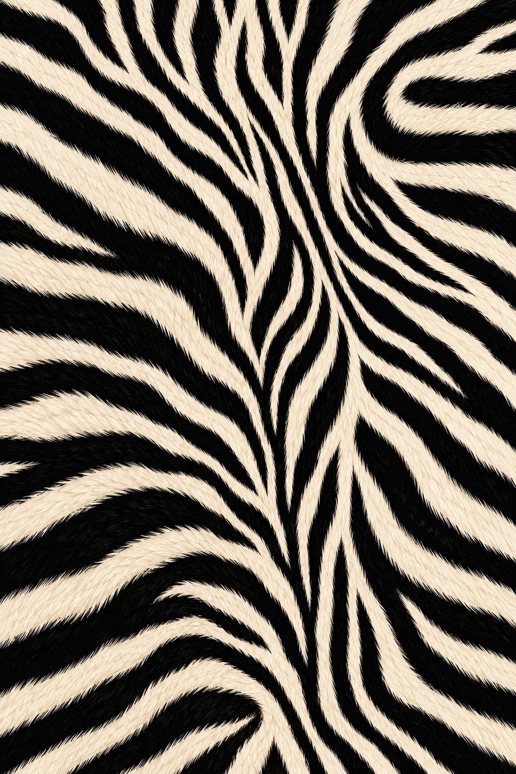 Zebra — Wild