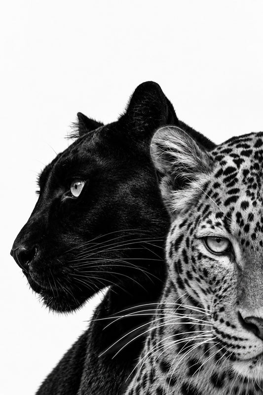 Night & Day — Wild